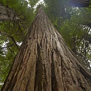 Coastal Redwood forest - Stout Grove Redwood National Park California, USA LA000793