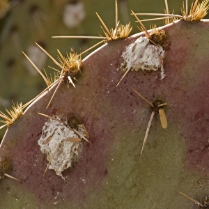 Cochineal Bugs - on Prickly Pear Cactus (Opuntia) - Arizona, USA - Red with deep red to pink waxy scales under body - Female is 1/16 to 1/8 inch - Male is one-half length - Often concealed by dense tangled strands of white cottony wax - Legs reduced