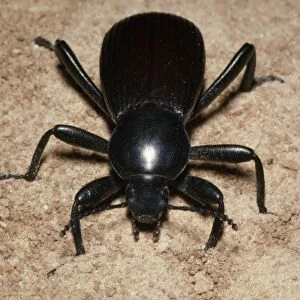 Common Black Ground Beetle Colorado, USA