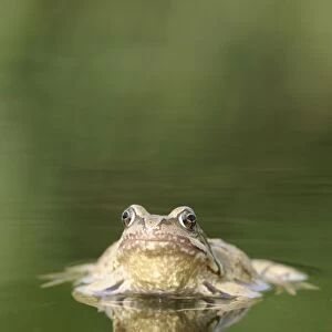 Common Frog - Showing reflection front view Bedfordshire UK 1651