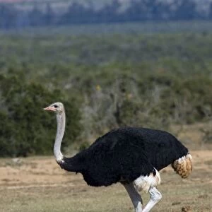 Common Ostrich. Male approaching waterhole. Largest bird species. Addo Elephant National Park, E. Cape, South Africa