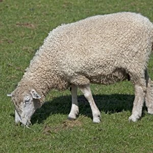 Cotswold Sheep - grazing - Cotswold Farm Park - Gloucestershire - UK