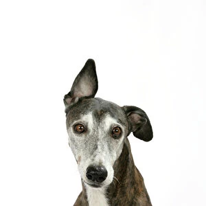 Dog - Dark Brindle and white Greyhound