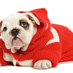 Dog - English Bulldog - wearing red knitted hoodie