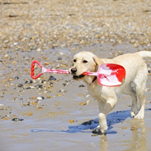 DOG. Labrador holding spade