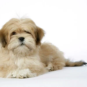 DOG - Lhasa Apso - 12 week old puppy