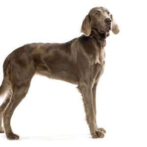 Dog - Longhaired Weineramer