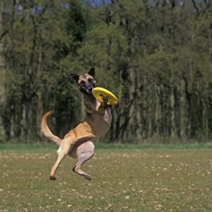 DOG - Malinois / Belgian Malinois / Chien de Berger Belge - catching frisbee