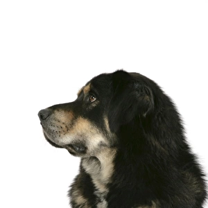 Dog - Tibetan Mastiff