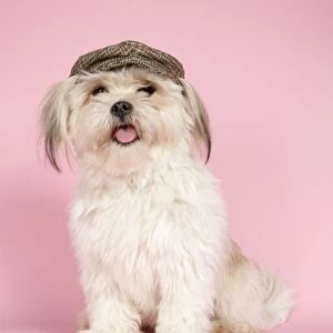 DOG. Yorkshire terrier wearing cat / hat