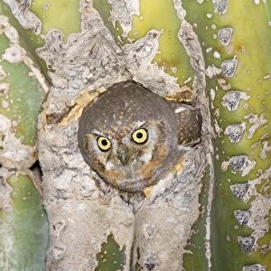 Elf Owl - in nest cavity in Saguaro (Carnegiea gigantea) Southeast Arizona in March. USA