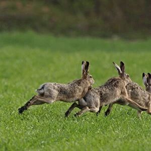 European / Brown Hare - running - in mating season - Austria