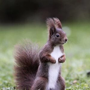 European Red Squirrel - Standing upright, Lower Saxony, Germany
