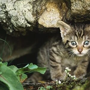 European Wild Cat Spain