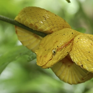 Eyelash Pit Viper - yellow coloration Cahuita N. P. Costa Rica