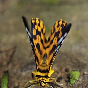 False Tiger Moth - day flying moth - Gunung Leuser National Park - Northern Sumatra - Indonesia