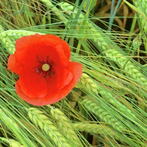 Field poppy growing amidst field of barley Baden-Wuerttemberg, Germany