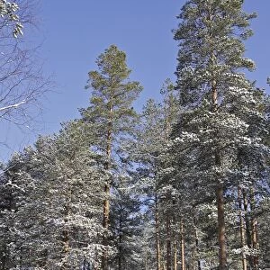 Finland - forest