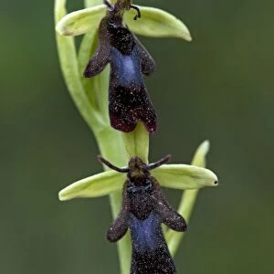 Fly orchid flowers. Insect mimic