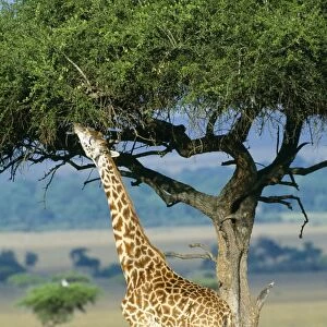 Giraffe - eating from tree Maasai Mara, Kenya, Africa