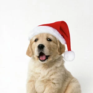 Golden Retriever Dog - puppy 7 weeks old, Wearing Christmas hat