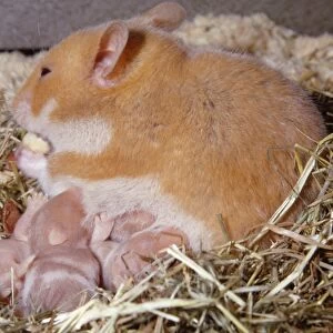 Golden / Syrian Hamster - with young