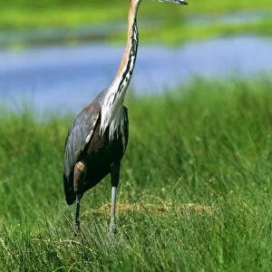 Goliath Heron - in grass - East AFrica JFL17473