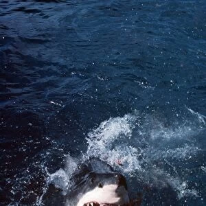 Great White Shark VT 8211 Coming out of water with mouth open - South Australia Carcharodon carcharias © Valerie & Ron Taylor / ARDEA LONDON
