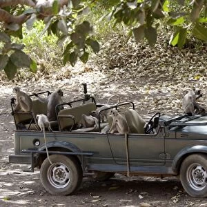 Grey / Common Langur - Checking out a Maruti Gypsy jeep parked at Jogi Mahal in Ranthambhore Tiger Reserve - looking for picnic remains