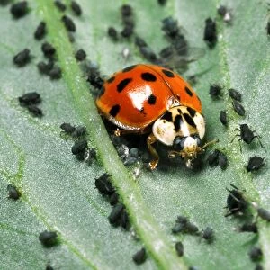 Harlequin Ladybird - Feeding on Aphids Out-competes native British ladybirds for food Location: Laboratory culture, England