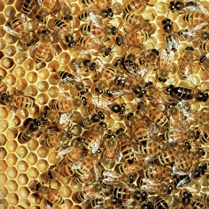 Honey Bee - Queen & workers on comb