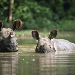 Indian Rhinoceros - adult & young