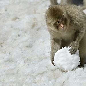 Japanese Macaque Monkey - making snowball. Hokkaido, Japan
