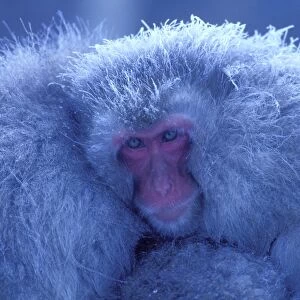 Japanese Macaque / Snow Monkey - Huddling for warmth - Joshinetsu Kogen National Park - Shiga Highlands - Honshu - Japan JPF38762