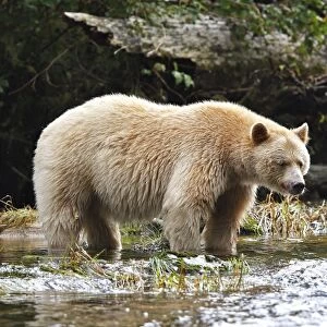 Kermode / Spirit Bear - fishing for Sockeye Salmon. The Tsimshian of northern British Columbia believed that the Kermode bear, a black bear in a white coat, very rare, was lived in by a spirit of a terrible power Island Princess Royal