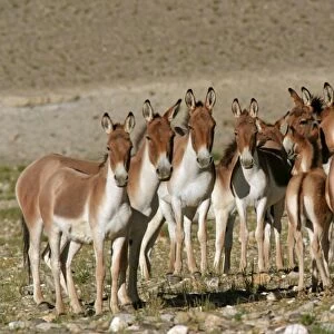 Kiang / Tibetan Wild Ass - female, yearling and foal group - Ladakh - India