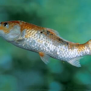 Koi with tail kinked upwards can be caused by chemical water treatments