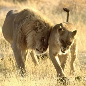 Lion and snarling Lioness CRH 904 Lionesses are initially uncomfortable with new pride males after a take-over - Moremi, Botswana Panthera leo © Chris Harvey / ARDEA LONDON