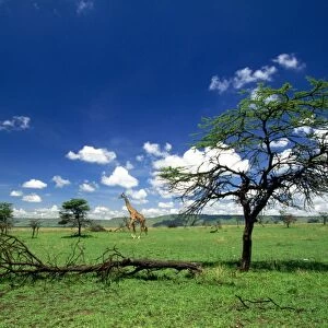 Maasai Giraffe - Maasai Mara - Kenya - Africa