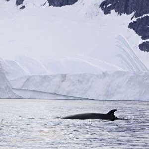 Minke Whale Cuverville Island, Antarctica