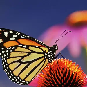 Monarch Butterfly - on purple coneflower. U. S. A. Summer. px240