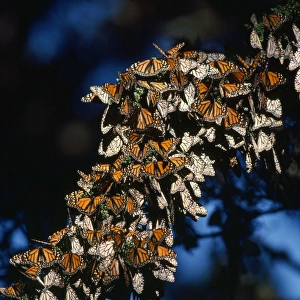Monarch / Wanderer / Milkweed Butterfly