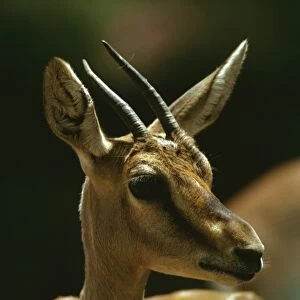 Mountain Gazelle - vulnerable species. Portrait, Arabian Peninsula JPF23383