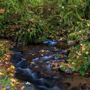 Munson Creek Falls State Natural Site in autumn near Tillamook, Oregon, USA Date: 21-10-2021