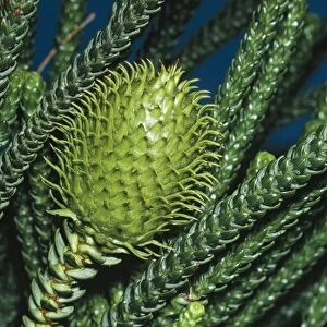 Norfolk Island Pine Cone
