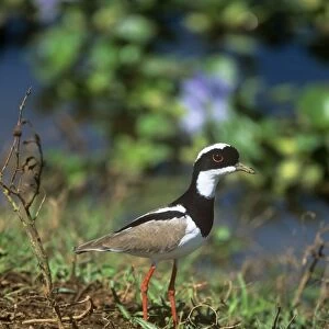 Pied Lapwing - adult - Northern South America