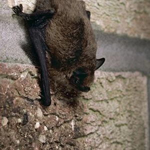 Pipistrelle Bat GET 209 Lincolnshire England Pipistrellus pipistrellus © Geoff Trinder / ARDEA LONDON