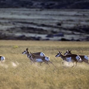 Pronghorn Antelope - runningin grassland. Yellowstone National Park, Montana, Western USA. MY282