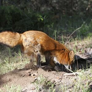 Red Fox - adult diggimg. Montana - United States