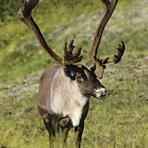 Reindeer / Caribou Denali National Park, Alaska. MJ68